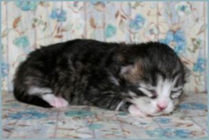 Female Siberian Kitten from Deedlebug Siberians